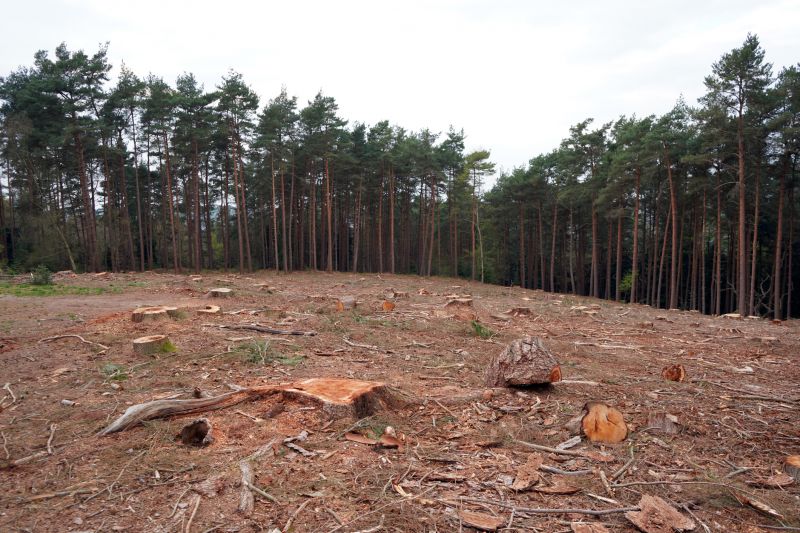 Stump and Vegetation Removal