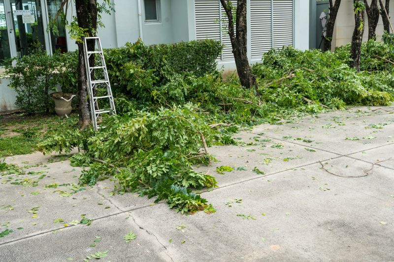 Palm Tree Removal in Reno, NV