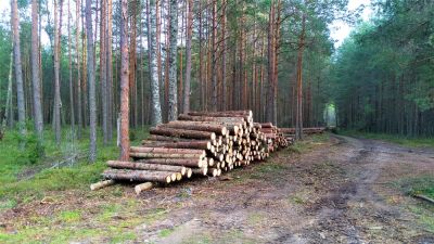 Land Clearing for Tree Removal